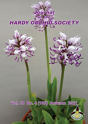 orchid simia