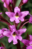 Orchis quadripunctata x pauciflora