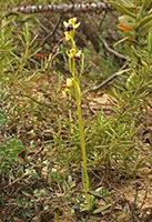 Ophrys delforgii