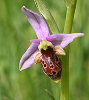 Ophrys heldreichii 